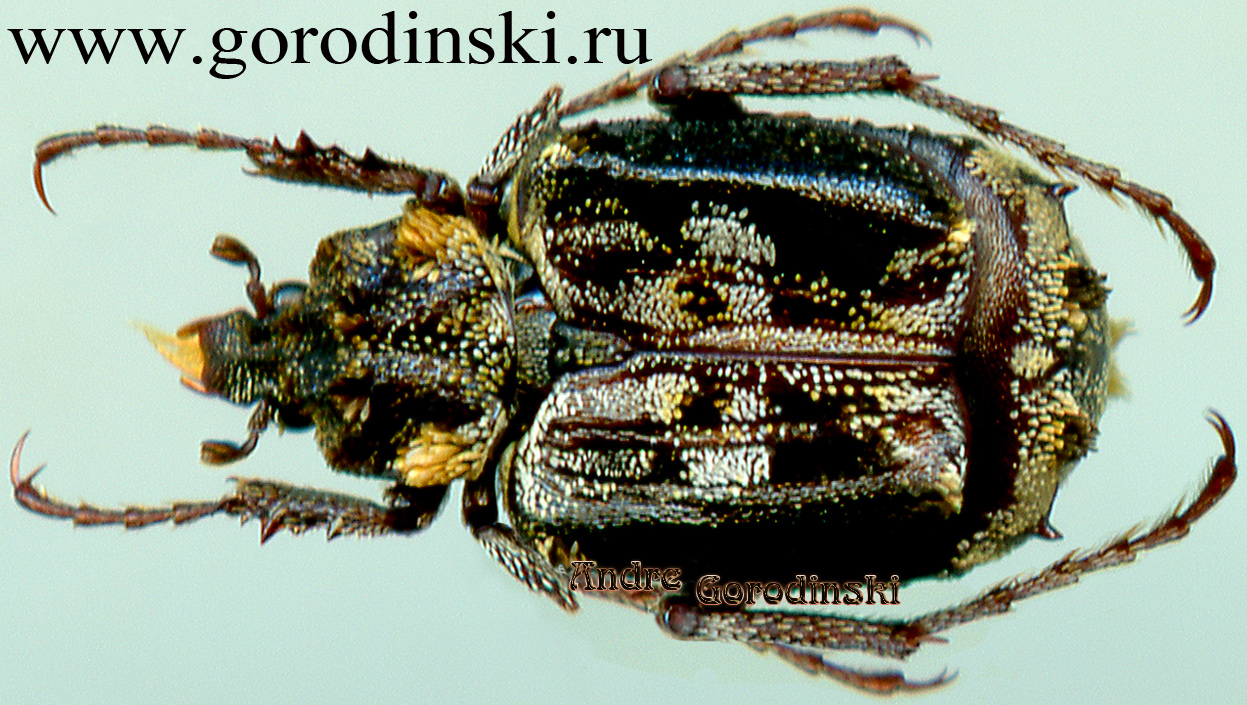 http://www.gorodinski.ru/cetoniidae/Dasyvalgus benesi.jpg